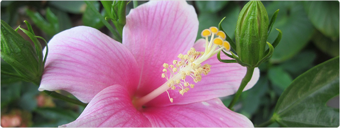 ควิไทอะปีน