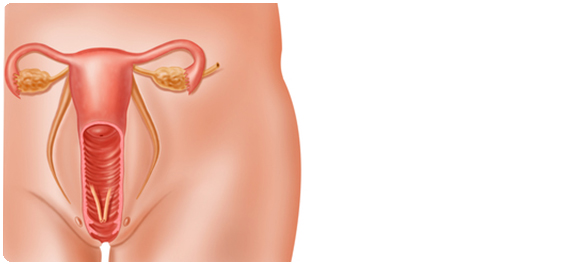 ระบบอวัยวะสืบพันธุ์สตรี ระบบอวัยวะสืบพันธุ์สตรี